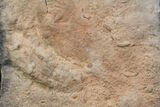 Trilobite Cruziana (Trackway) & Rusophycus (Resting Spot) - Morocco #118323-1